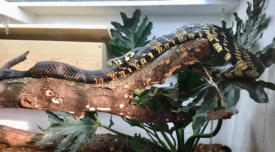 26994099_540166653017935_6205843436207800885_n