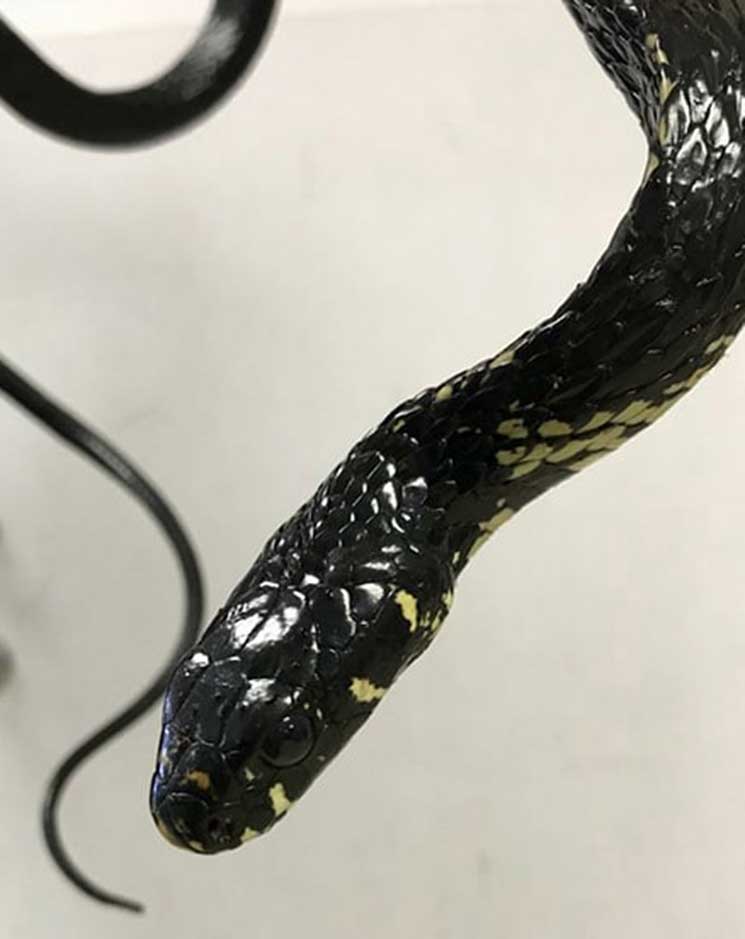 29746132_1017663471721264_1777451756_n