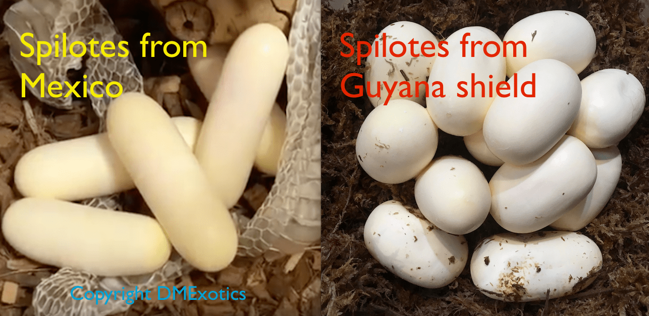 eggs_compare_mexicanus