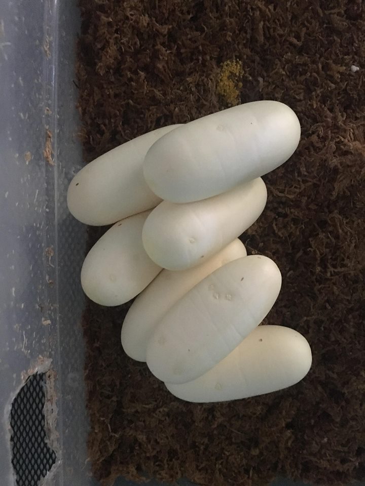 first_eggs