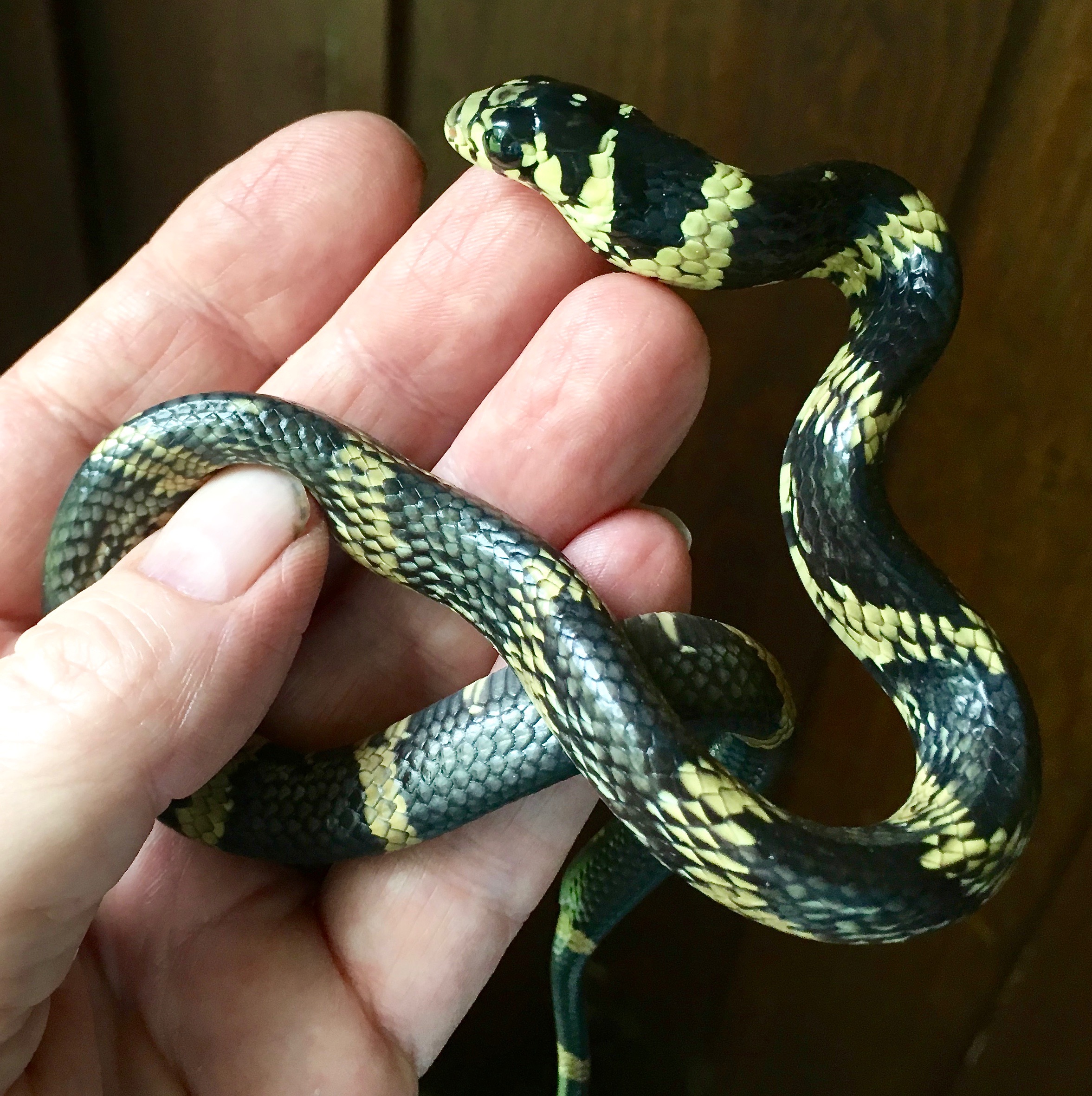 Hatchling Spilotes pullatus Tiger rat snake
